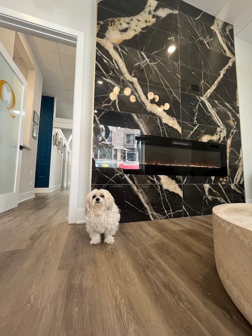 DentalQ South Loop Office – Modern Lobby with Therapy Dog Hazel Modern dental office lobby at DentalQ South Loop with therapy dog Hazel welcoming patients.